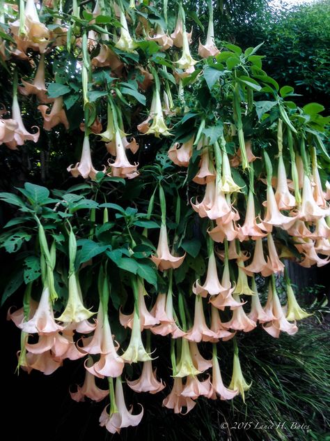 Angel Trumpet Plant, Angels Trumpet, Angel Trumpet, French Country Garden, Poisonous Plants, Rooftop Garden, Pretty Plants, Country Gardening, Small Trees