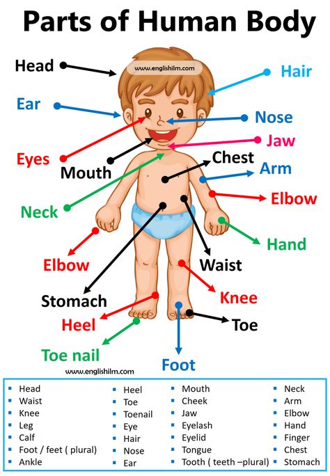 Parts of The Body In English | Human Body Parts with Images Parts Of Human Body, Body In English, Highlight Covers Instagram Books, Human Body Lesson, Human Body Vocabulary, Body Parts For Kids, Alphabet Writing Practice, Human Body Organs, Urdu Language