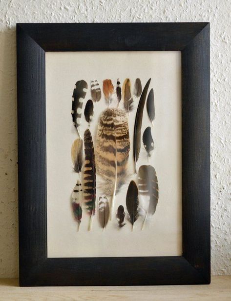 Framed Feathers, Curiosities Decor, Feather Crafts Diy, Bowhunting, Feather Decor, Peacock Bird, Feather Crafts, Feather Art, Nature Crafts