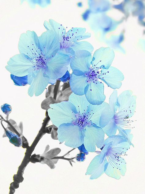 planet-one:  Blue cherry blossoms by tanakawho on Flickr. Blue Flower Tattoos, Cherry Blossom Drawing, Raindrops And Roses, Cherry Blossom Wallpaper, Blue Flower Wallpaper, Blue Tattoo, Cherry Blossom Art, Blue Cherry, Cherry Blossom Tattoo