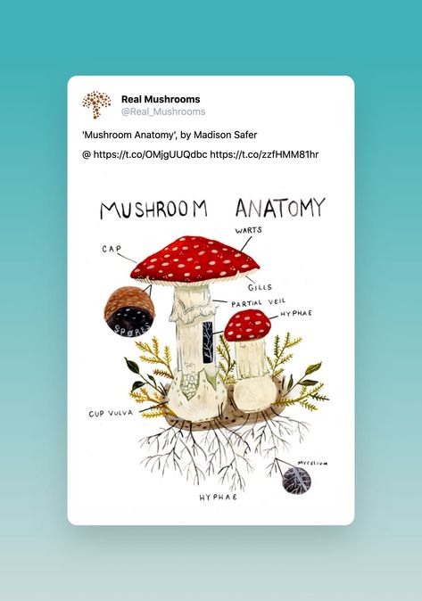 Mushroom Anatomy: A Deep Dive Into the Parts of a Mushroom Mushroom Diagram, Mushroom Anatomy, Parts Of A Mushroom, Types Of Mushrooms, Mushroom Spores, Teaching Themes, Mushroom Ring, Stuffed Mushroom Caps, Organic Matter