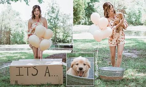 Puppy Reveal, Reveal Photoshoot, Puppy Announcement, Puppy Photography, Dog Photoshoot, Puppy Photos, Yorkie Puppy, Happy Puppy, Going Viral