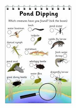 Pond Dipping --- bugs, turtles, snakes in water - use dipping net to scoop them up. Make chart. Parts Of A Tree, Pond Dipping, Homeschool Middle School, Forest School Activities, Nature School, Pond Life, Outdoor Education, Theme Nature, Have Inspiration