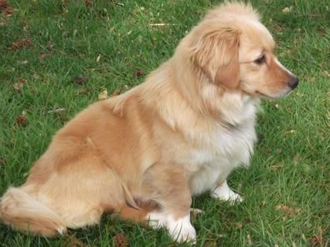 25 UNREAL Corgi Dog Cross Breeds You’ve Got To See To Believe Golden Corgi, Pet Names For Dogs, Corgi Golden Retriever, Baby Animals Real, Puppy Mix, Hazel Color, Golden Retriever Mix, Corgi Mix, Labrador Retriever Puppies