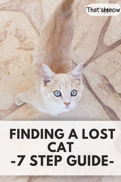 lost cat How To Find A Lost Cat, Spell To Find Lost Cat, Pet Tricks, First Time Cat Owner, Spoiled Cats, Cat Advice, Cutie Cat, Cats Outside, Found Cat