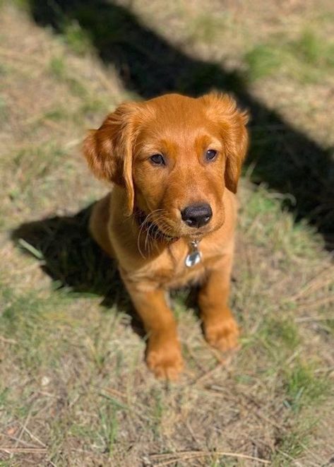 Red Retriever Puppy, Red Golden Retriever Puppy, Red Retriever, Red Golden Retriever, Dog Retriever, Golden Puppy, Different Dogs, Pretty Animals, Golden Retriever Puppy