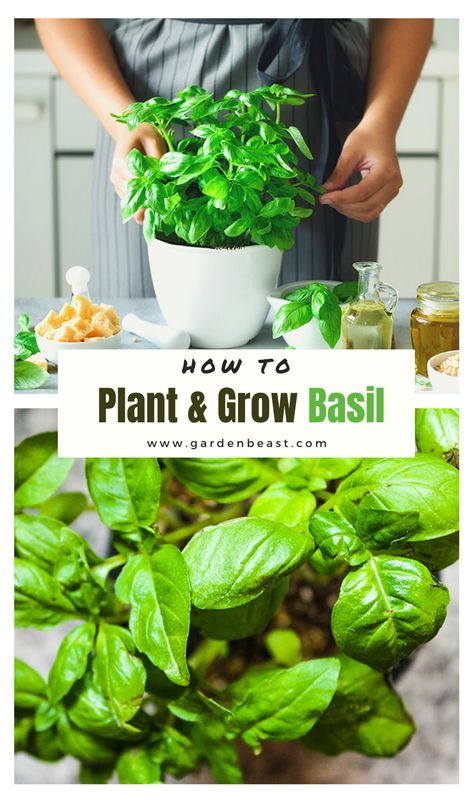 Basil Plant Care, Basil Care, Grow Basil Indoors, Growing Basil Indoors, Basil Garden, Grow Basil, Harvesting Basil, Indoor Vegetables, Plants At Home