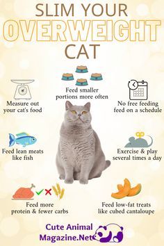 Kitty Care, First Time Cat Owner, Cat Health Problems, Cat Nutrition, Cat Exercise, Cat Language, Cat Health Care, Cat Hacks, Healthy Cat