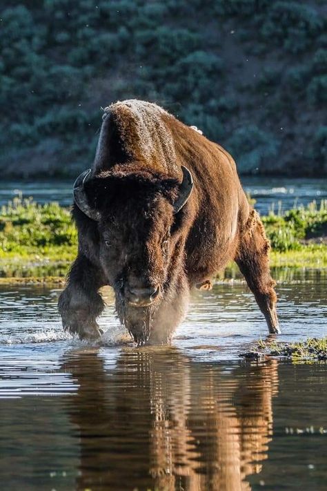 Regard Animal, Buffalo Animal, Majestic Animals, Wild Life, Animal Planet, Wildlife Art, Animal Photo, Nature Animals, 귀여운 동물