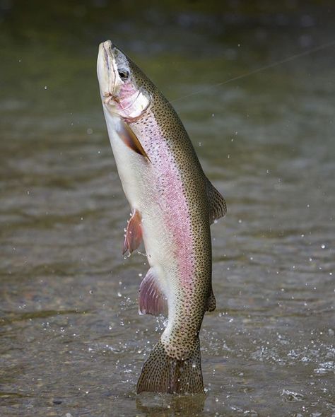 Trout Rainbow Trout Photo, Rainbow Trout Photography, Trout Aesthetic, Fresh Fish Photography, Fish References, Trout Photography, Biology Aesthetic, Career Aesthetic, Sea Trout