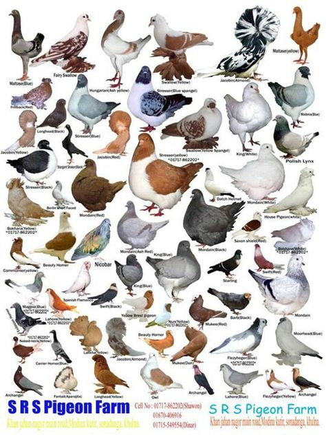 Pigeons Around The World                                                                                                                                                                                 More Tattoos Pets, Types Of Pigeons, Pet Tattoo Ideas, Pet Pigeon, Pigeon Pictures, Homing Pigeons, Pigeon Breeds, Dove Pigeon, Pet Drawing