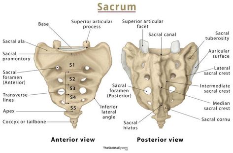 Sacrum - Anatomy, Location, Functions, & Labeled Diagram Sacrum Anatomy, Pelvis Anatomy, Anatomy Lab, Learn Biology, Radiology Student, Basic Anatomy, Anatomy Bones, Physical Therapy Assistant, Radiology Tech