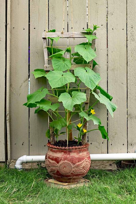 Grow Cucumbers Vertically, Growing Cucumbers Vertically, How To Grow Cucumbers, Grow Cucumbers, Cucumber Gardening, Growing Vegetables In Pots, Cucumber Trellis, Cucumber Plant, Growing Cucumbers