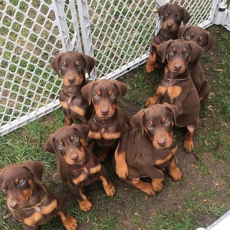 Doberman Puppy Red, Perro Doberman Pinscher, Red Doberman Pinscher, Doberman Pinscher Puppy, Doberman Love, Puppy Grooming, Doberman Pinscher Dog, Dog School, Doberman Puppy