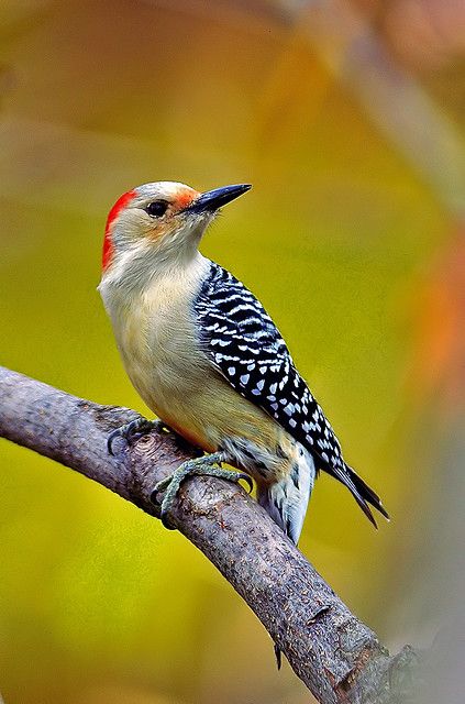 Red Bellied Woodpecker, Bird Identification, Tropical Animals, Wednesday Morning, Nature Birds, Backyard Birds, Bird Pictures, Pretty Birds, Bird Photo