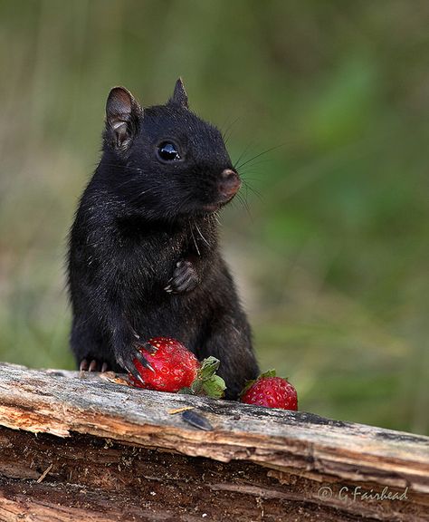 Black Eastern Chipmunk | Flickr - a rare species with too much melanin.  12 Eastern Chipmunk, Melanistic Animals, Black Squirrel, Squirrel Pictures, Small Creatures, Cute Squirrel, Black Animals, Hamsters, Rodents