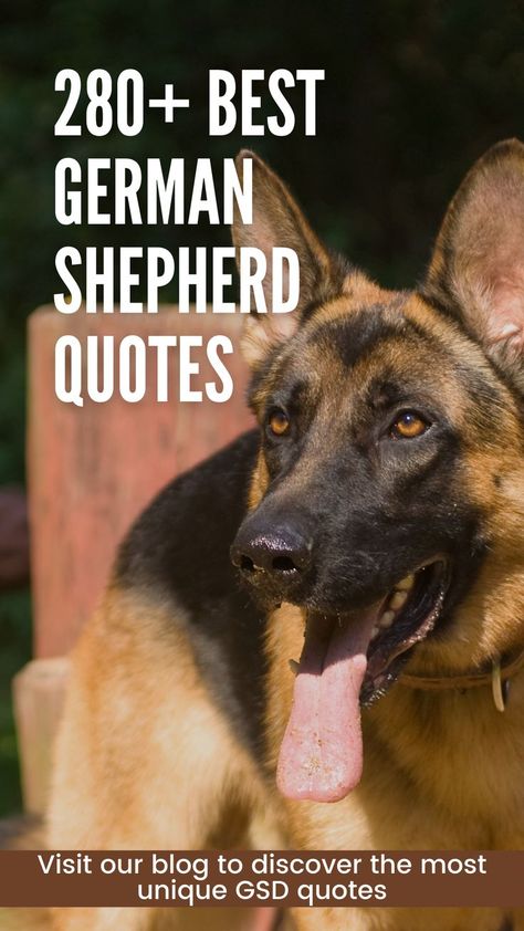 Best German Shepherd quotes - GSD Colony German Shepherd Quotes Protect, German Shepherd Quotes Loyalty, Funny German Shepherd Quotes, German Shepard Quotes, German Shepherd Dog Quotes, Gsd Funny, Wolf Lady, Shepherd Quotes, German Shepherd Quotes