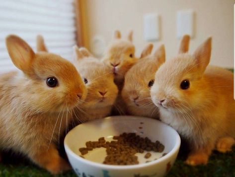 Bunny Family, Cute Bunny Pictures, Bun Bun, Pet Bunny, Bunny Pictures, Bunny Lovers, Funny Bunnies, Fluffy Animals