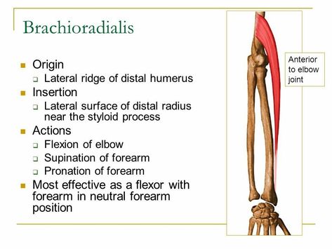 Brachioradialis ( Note: Muscle of "extensor" compartment of forearm causing "flexion" of elbow ) Back Weight Exercises, Brachioradialis Muscle, Forearm Anatomy, Muscular System Anatomy, Muscles Anatomy, Pt School, Anatomy Education, Drawing Resources, Science Board