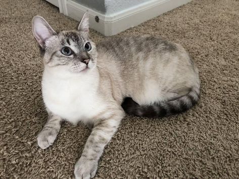 My Lynx Point Siamese Sweetie Pie! Lynx Point Cat, Lynx Point Siamese, Cat Pictures For Kids, Pictures Of Cats, Bengal Kitten, Hams, Kittens And Puppies, Sweetie Pie, Cat People