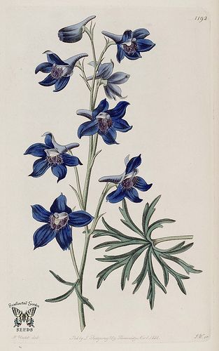 Menzies' Larkspur. Delphinium menziesii. Violet, wavy-edged flowers are ruffled and veined. Tuberous perennial 1.5-2 feet tall. The Botanical Register vol. 14 (1828) Violet Botanical Illustration, Delphinium Tattoo, Larkspur Flower Tattoos, Delphinium Grandiflorum, Larkspur Tattoo, Flower Violet, Larkspur Flower, July Birth Flower, Birth Flower Tattoos