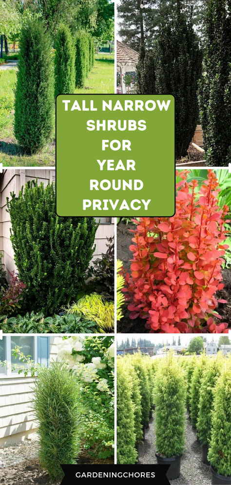 15 Tall and Narrow Screening Shrubs for Year-Round Privacy in Small Garden Screening Shrubs, Fast Growing Privacy Shrubs, Privacy Landscaping Backyard, Shrubs For Landscaping, Shrubs For Privacy, Log Planter, Tall Shrubs, Privacy Plants, Privacy Landscaping