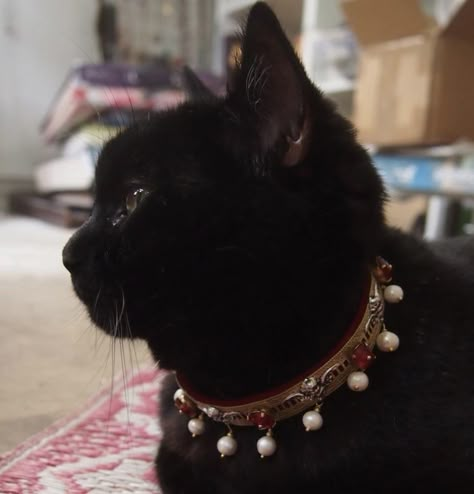 Cat Hug, Charles Darwin, Jewellery Designer, Cat Accessories, Cat Collar, Cat Care, Pretty Cats, Bijoux Diy, Cat Stuff