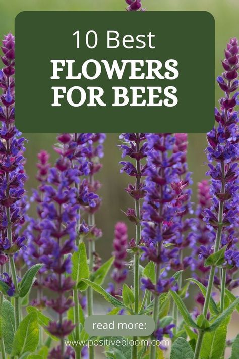 Here are the 10 best flowers for bees. Learn more about each flower, its blooming season, best varieties, and why they attract bees in the first place Best Flowers For Honey Bees, Honey Bees And Flowers Please, Flowers For Bees And Butterflies, Bee Attracting Plants, Honey Bee On Flower, Honeybee Flowers, Best Flowers For Bees, Flowers For Bees, Bee Attracting Flowers