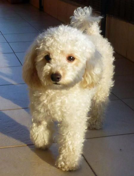 Poodle Cuts, Poodle Grooming, 강아지 그림, Yorkshire Terrier Puppies, Rottweiler Puppies, Miniature Poodle, Poodle Puppy, Toy Poodle, Poodle Dog