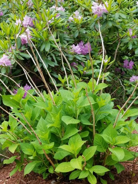 Pruning Endless Summer Hydrangeas, Prune Hydrangeas, When To Prune Hydrangeas, Mophead Hydrangea, Cheap Flower Pots, Shrubs For Landscaping, Pruning Hydrangeas, Hydrangea Serrata, Big Leaf Hydrangea