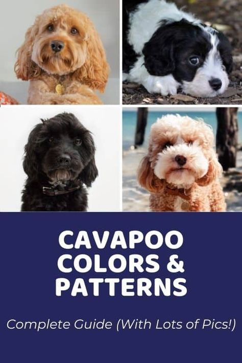 Cavapoo Colors & Coat Patterns: Complete Guide With Photos - Doodle Doods Tri Color Cavapoo, Merle Cavapoo, Cavapoo Full Grown, Black Cavapoo, Cavapoo Dogs, Akc Breeds, Black And White Coat, Cavapoo Puppies, Doodle Puppy