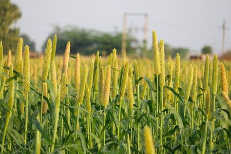 Millet Plant, Pearl Millet, Whole Grains, Chronic Condition, Millet, Agriculture, The Family, Disease, Herbs