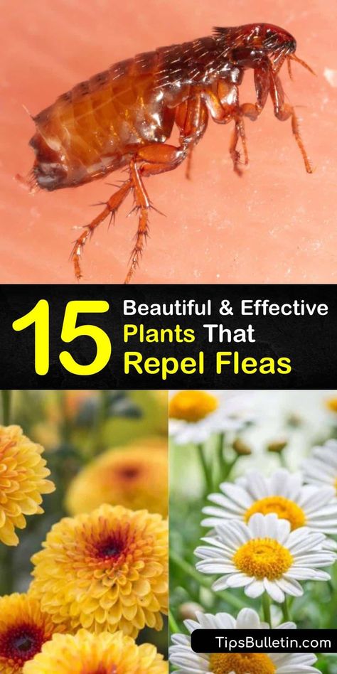 Learn which pest repelling plants keep fleas out of your yard to keep your space flea-free. The mint plant is a flea repelling plant that is also a tasty herb for making tea, and basil plants and citronella grass repel bugs from the area. #flea #repellent #plants Plants For Repelling Bugs, Flea Repelling Plants, Plants That Repel Fleas, Pest Repelling Plants, Plants That Repel Roaches, How To Get Rid Of Fleas In The Yard, Plants That Repel Bees And Wasps, Fleas In Yard, How To Repel Flies