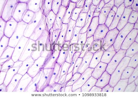 Onion epidermis under light microscope. Purple colored, large epidermal cells of an onion, Allium cepa, in a single layer. Each cell with wall, membrane, cytoplasm, nucleus and large vacuole. Photo. Light Microscope, Microscopic Cells, Onion Skin, Microscopic Photography, Tissue Types, Cerebrospinal Fluid, Microscopic Images, Plant Cell, Microscopes