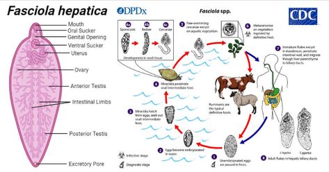 Parasitology Notes - Microbe Notes Parasitology Notes, Medical Laboratory Science Student, Liver Fluke, Medical Laboratory Science, Bile Duct, Magnetic Resonance Imaging, Magnetic Resonance, Ct Scan, Medical Laboratory