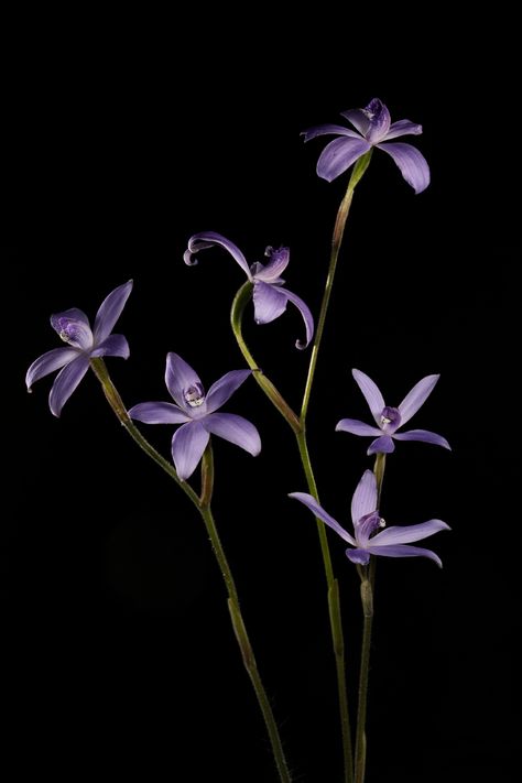 Flowers Black Background Photography, Flowers In Black Background, Botanical Academia, Flowers With Black Background, Flower Black Background, Flower On Black Background, Flowers On Black Background, Flowers Black Background, Small Purple Flowers