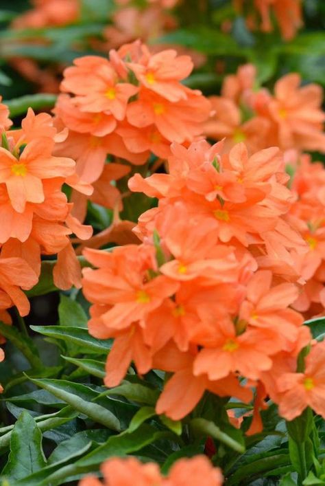 Orange Flowering Plants, Perennials For Shade, Pretty Flowers Photography, Covered Porches, Lake Garden, Shade Gardens, Porch Planters, Hosta Plants, Potato Vines