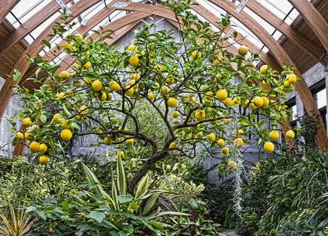 Underground Greenhouse, Meyer Lemon Tree, Home Greenhouse, Greenhouse Growing, Backyard Greenhouse, Small Greenhouse, Greenhouse Plans, Diy Greenhouse, Have Inspiration