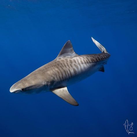 Tiger Shark Photography, Baby Tiger Shark, Marine Life Art, Leopard Shark, Shark Photos, Shark Pictures, Tiger Shark, Wildlife Photos, Creature Feature