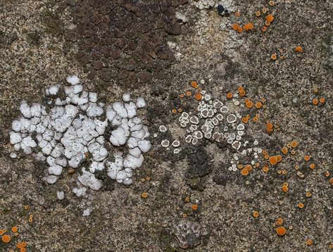 Orange Dots, Dark Brown, Dots, Fish, Orange, White, Nature