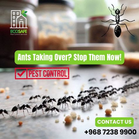 Ants can be more than just a nuisance—they can invade every corner of your space. 🐜 Keep your home or business protected with our expert ant control services. Say goodbye to unwanted guests and enjoy a pest-free environment! 🚫🏠 📞 +968 7238 9900 | +968 7237 9900 #AntControl #PestControl #EcoSafe #Oman #Muscat #HomeSafety #PestSolutions #ProfessionalServices #AntInfestation #PestFreeLiving #ProtectYourHome #OmanBusiness #MuscatLiving #InstaOman #OmanLife Ant Infestation, Ant Control, Pest Control Services, Home Safety, Muscat, Professional Services, Pest Control, Say Goodbye, Oman