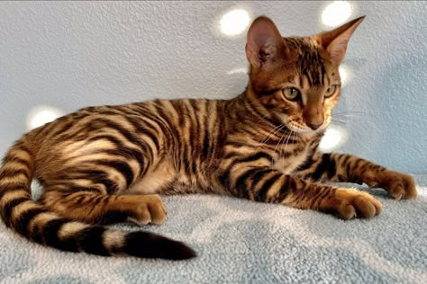 Toyger Cat Aesthetic, Bengal Cat Aesthetic, Toyger Kitten, Bengal Cat For Sale, Toyger Cat, Cat Tattoo Design, Rare Cats, Kittens For Sale, Exotic Cats