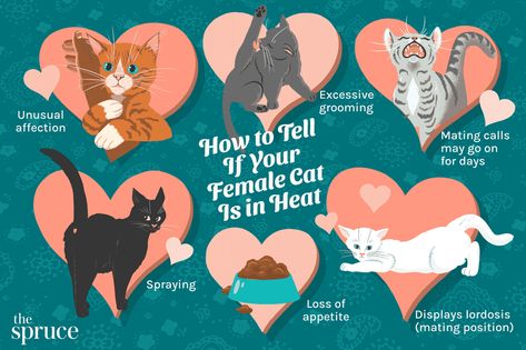 6 Ways to Tell If Your Female Cat Is in Heat How To Tell Your Cat You Love Them, Cat In Heat How To Deal With A, Benefits Of Having A Cat, Pregnant Cat Stages, Cat Calling Feminism, Cat In Heat, Pet Corner, Cat Info, Dog Nutrition