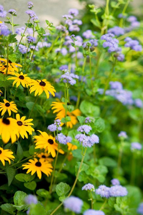 What To Plant With Black Eyed Susans, Landscape Basics, Flower Combinations, Fall Landscaping, Ideas Garden Design, Hydrangea Varieties, Hydrangea Bloom, Dream Landscape, Best Perennials