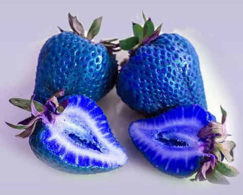 Blue strawberries...genetically modified? most definitely... Blue Strawberry, Strawberry Seed, Everything Blue, Blue Things, Blue Food, Beautiful Fruits, Fruit Seeds, Strawberry Fruit, Tree Seeds