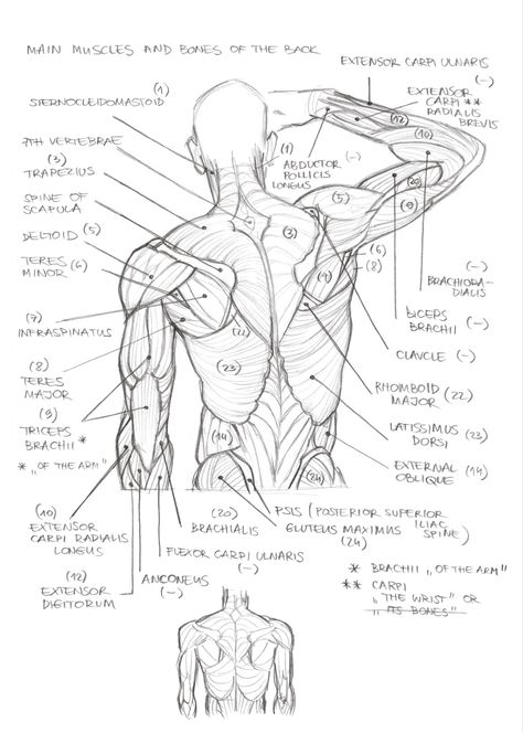 Human Body Anatomy, Human Anatomy Drawing, Body Drawing Tutorial, Human Anatomy Art, Anatomy Sketches, Art Study, Anatomy For Artists, Body Reference Drawing, Japon Illustration