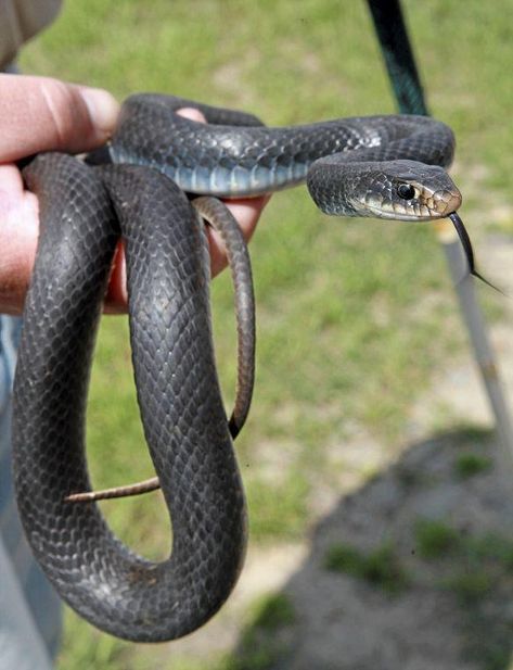 World Around You: Black-racer snakes generally lightning-fast and territorial | Sports | tulsaworld.com Pool Screen, Eastern Grey Kangaroo, Red Eyed Tree Frog, Black Racer, Cute Snake, Pet Snake, Russian Blue Cat, Green Sea Turtle, Dark Cottagecore