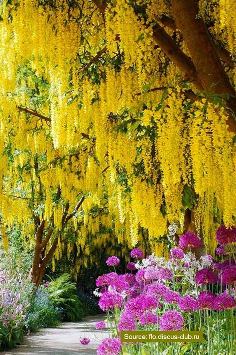 10 World’s Most Stunning Flowering Tree Displays 49 Most Beautiful Trees In The World, Beautiful Tree Photography, Trees With Flowers, Most Beautiful Trees, Unusual Trees, Unique Landscaping, Spring Flowering Trees, Delonix Regia, Natural Wonders Of The World