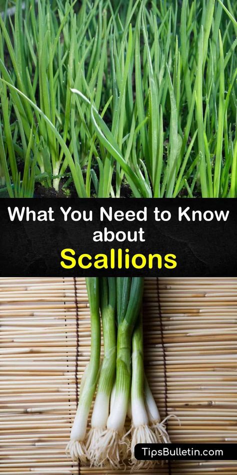 Growing Leeks From Scraps, How To Plant Scallions, How To Grow Scallions, How To Grow Spring Onion At Home, Scallions Growing, Growing Scallions, Regrow Veggies, Growing Spring Onions, Plant Onions