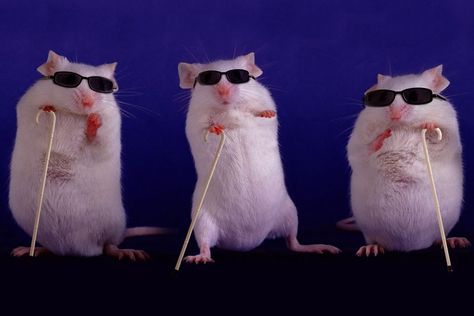 20 Three Blind Mice, Funny Rats, Classic Nursery Rhymes, Funny Mouse, Cute Rats, Wearing Sunglasses, Funny Wallpaper, Hamsters, Cute Pins